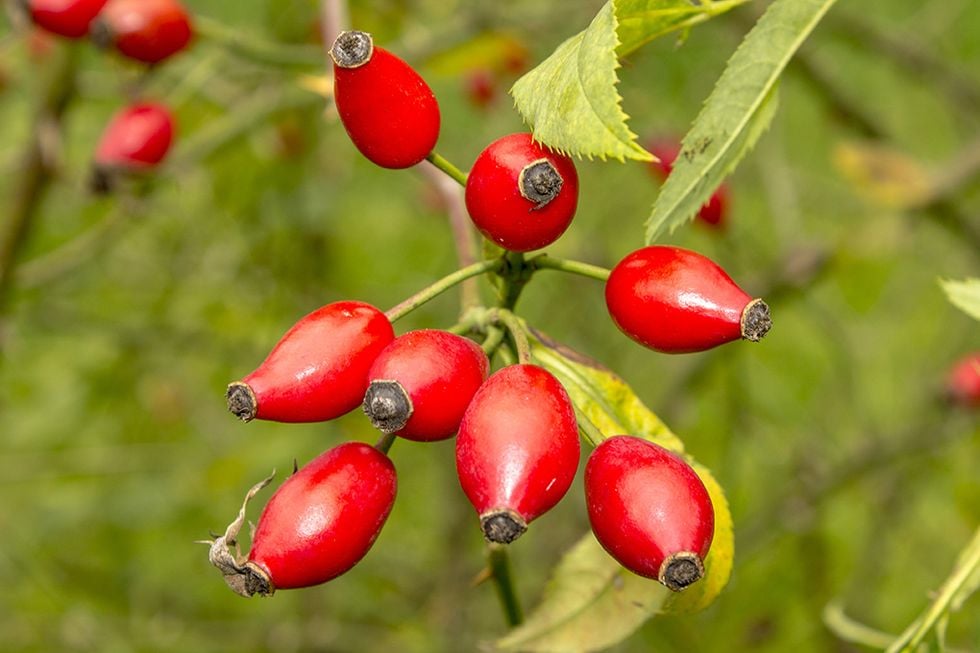 Ut och plocka höstens  superfood!