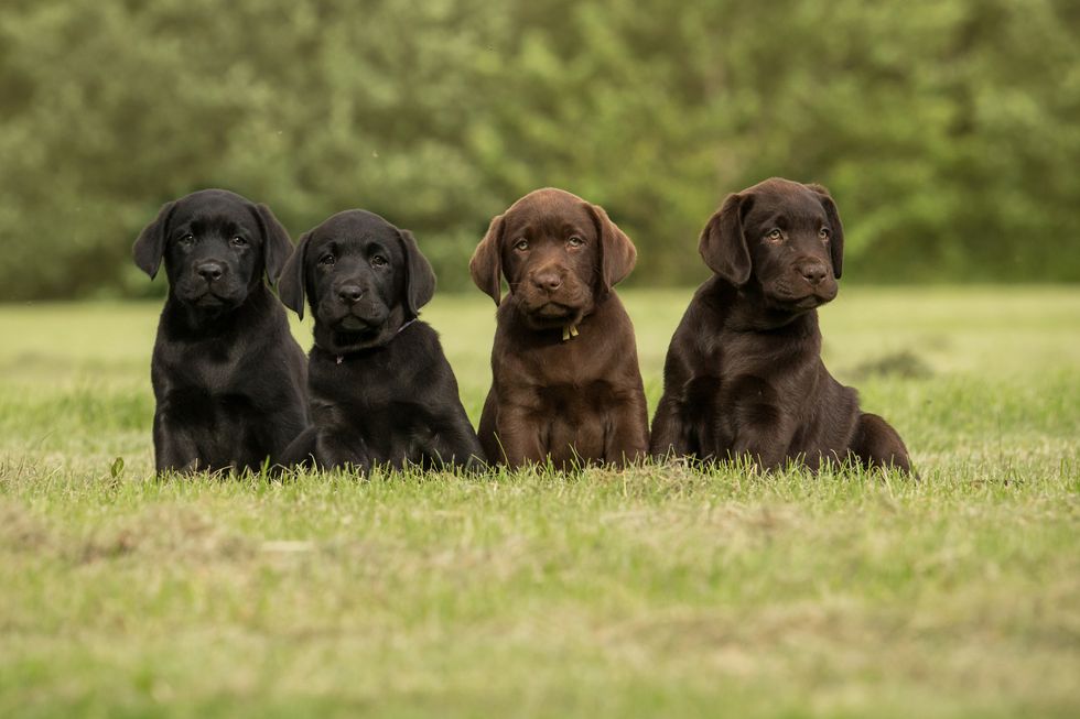 Skaffa hund – så väljer du rasen som passar dig