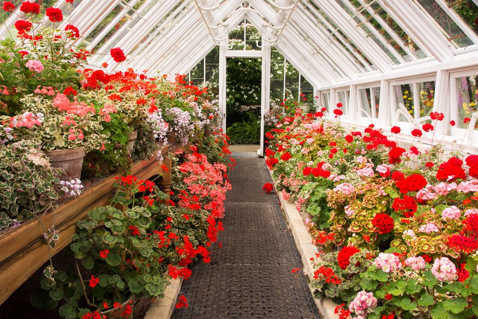 10 råd för dig som vill lyckas med pelargonerna i vår