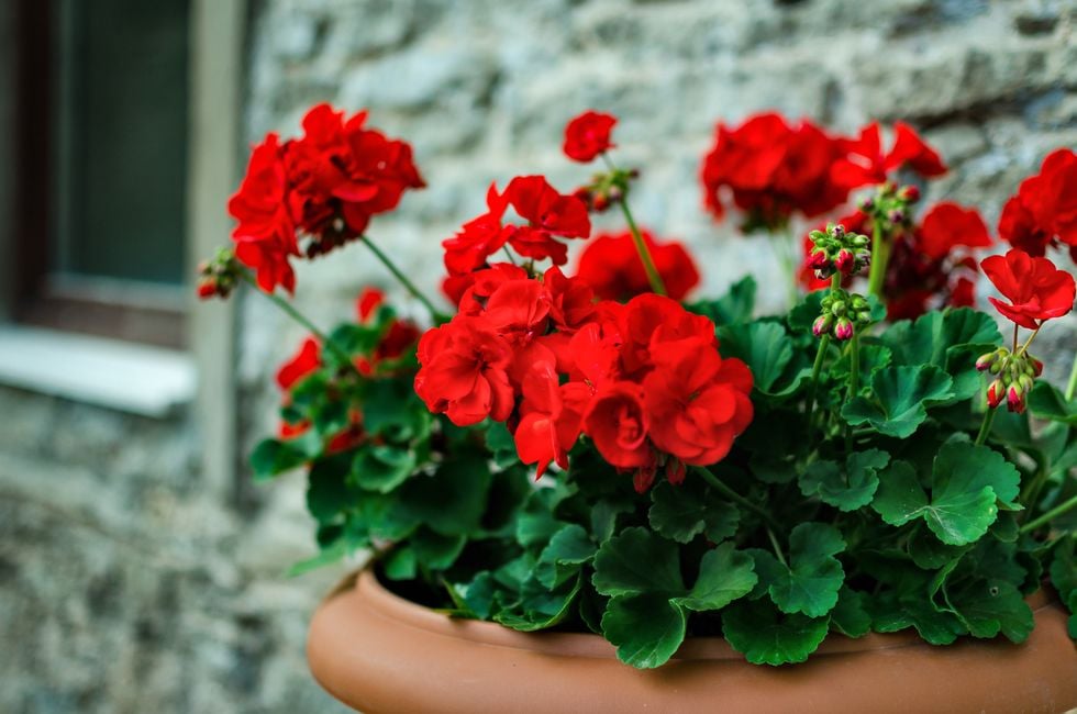 10 råd för dig som vill lyckas med pelargonerna i vår