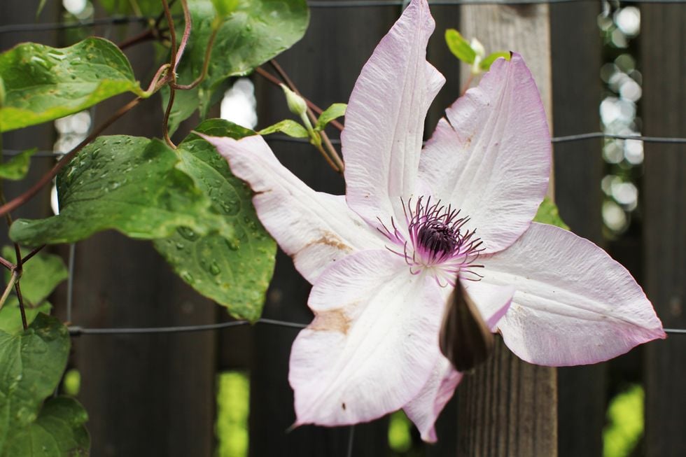 Klematis - blommande glädje på höjden