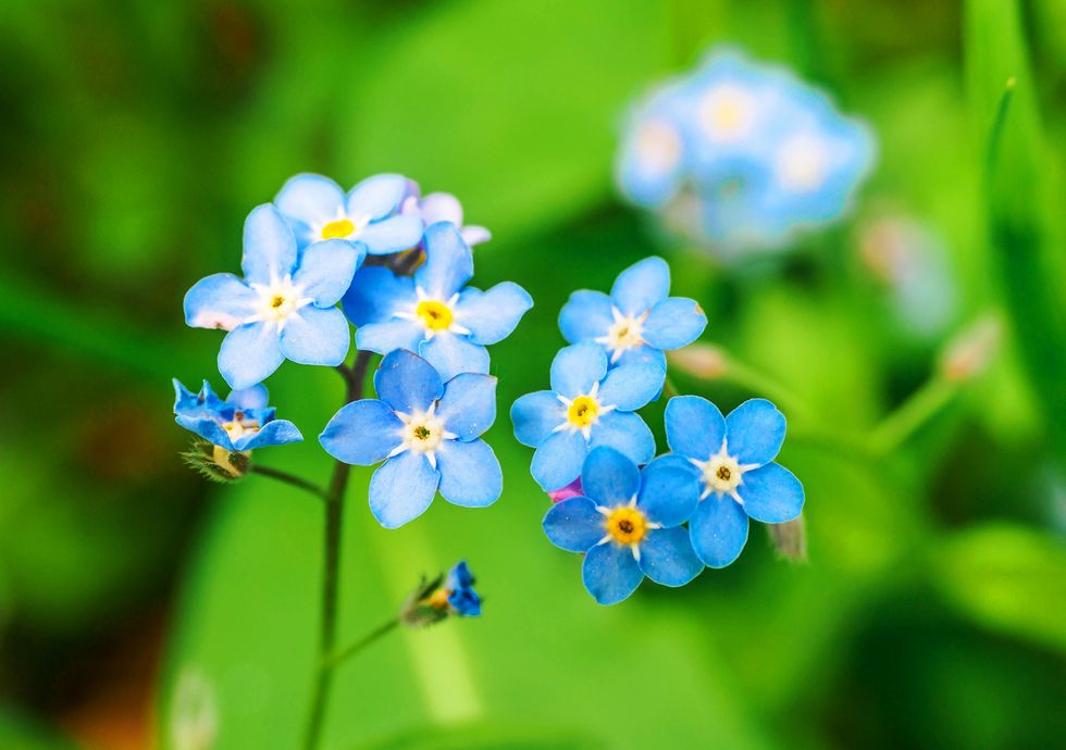 Gå på jakt efter sju sorters blommor!