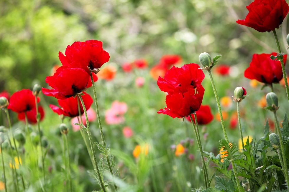 Gå på jakt efter sju sorters blommor!