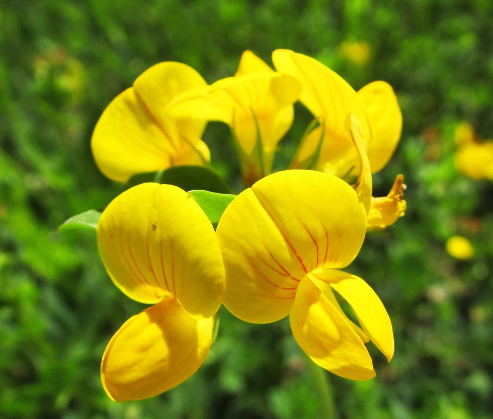 Gå på jakt efter sju sorters blommor!