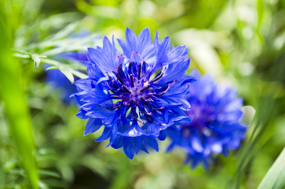 Gå på jakt efter sju sorters blommor!