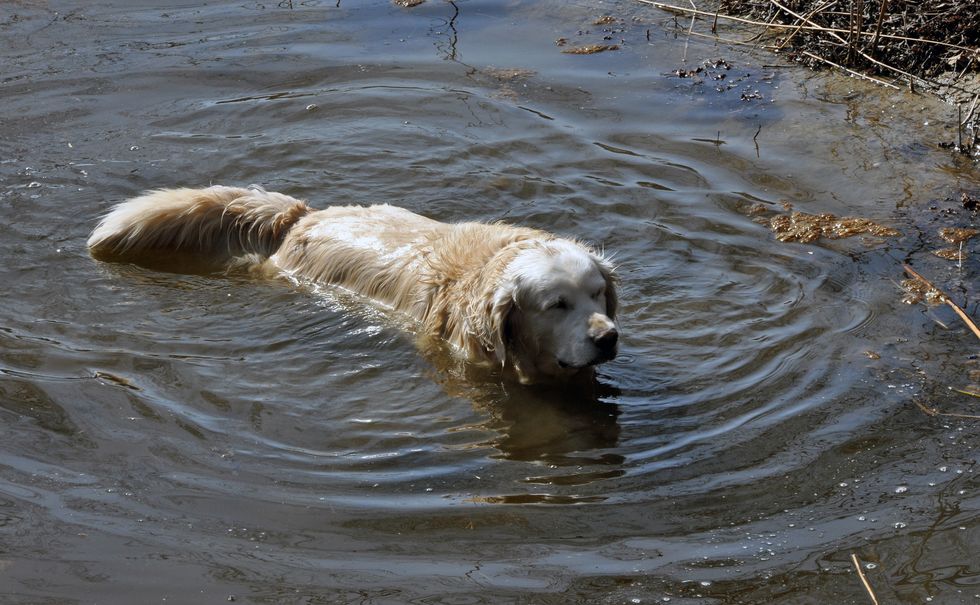 Hunden Oliver blev stödet genom sorgen