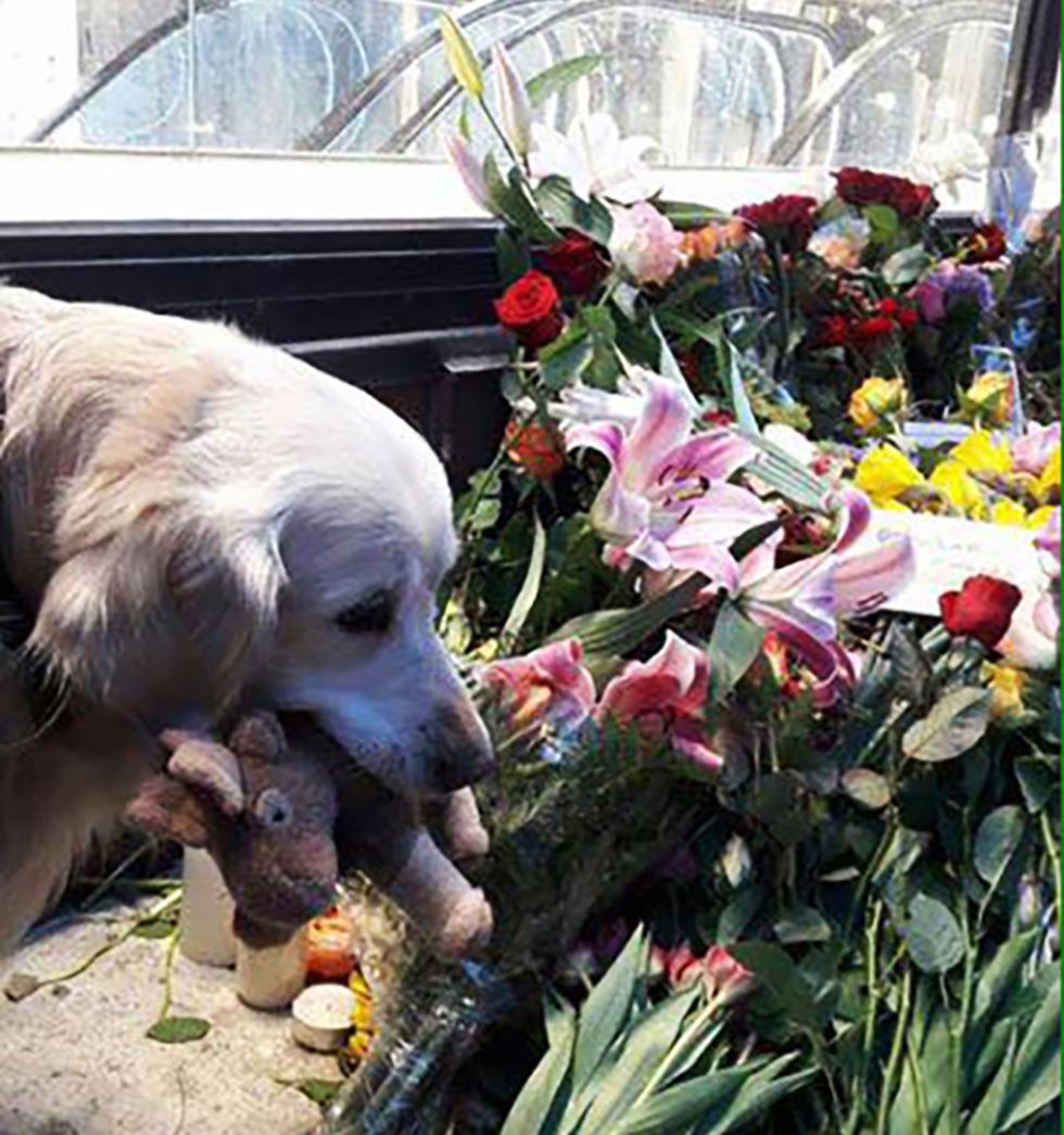 Hunden Oliver blev stödet genom sorgen