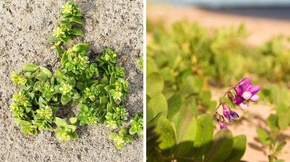 Visst blommar det på beachen!