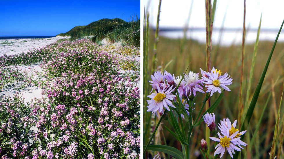 Visst blommar det på beachen!