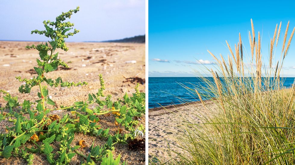 Visst blommar det på beachen!