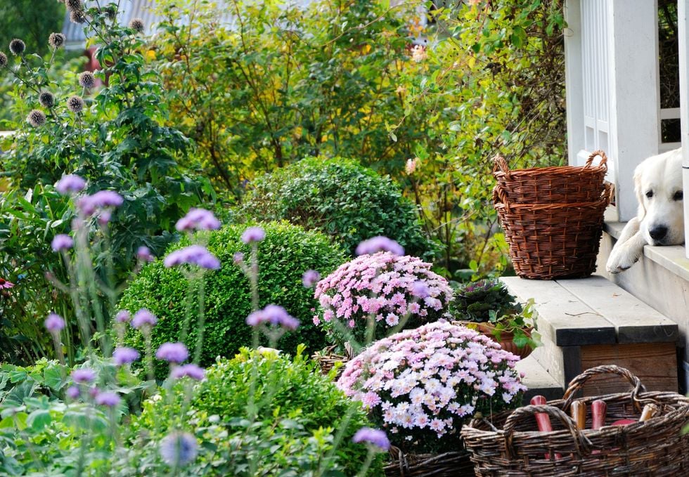 Ge plats för nya blommor i trädgården!