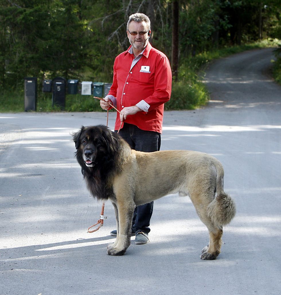 Kopplat lejon var nyklippt hund!