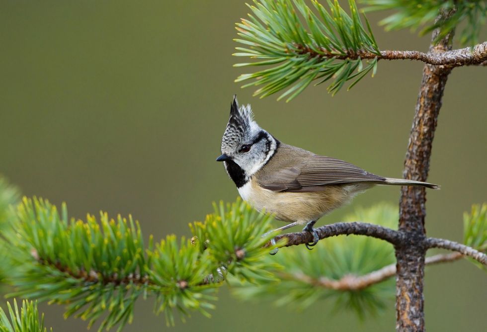 Nu ska björnen sova!