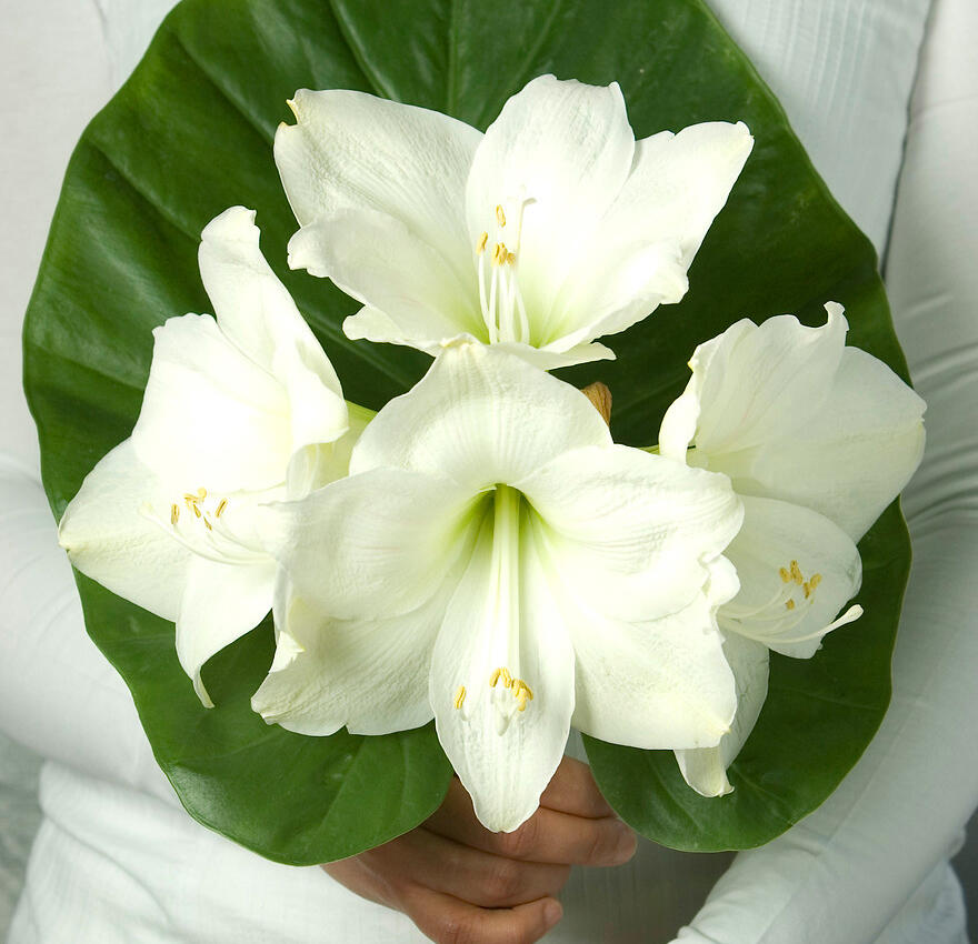 Amaryllis - Julens härliga höjdare!