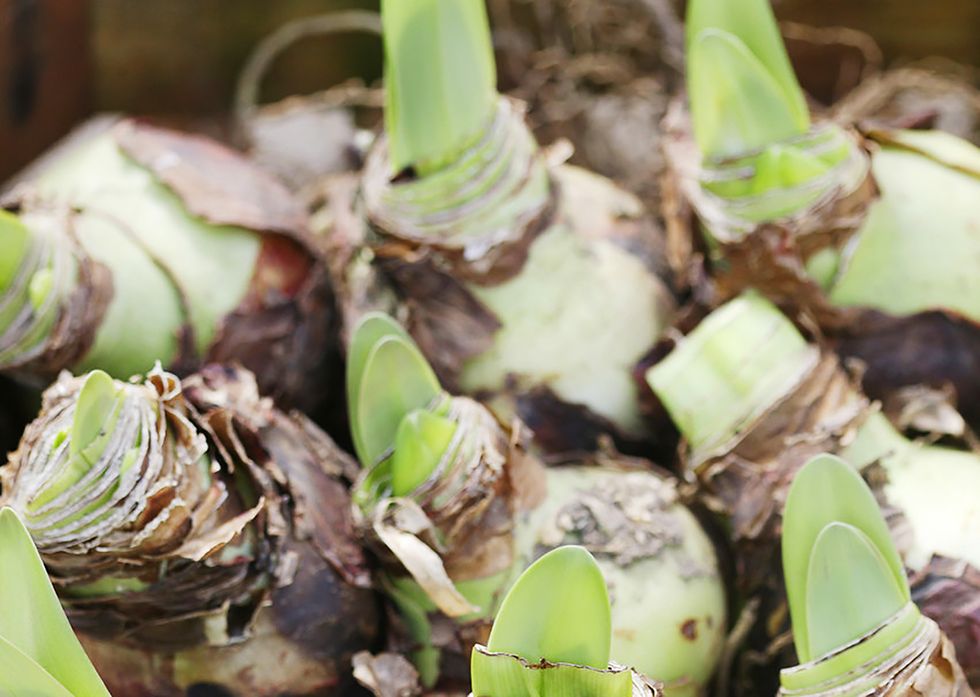 Amaryllis - Julens härliga höjdare!