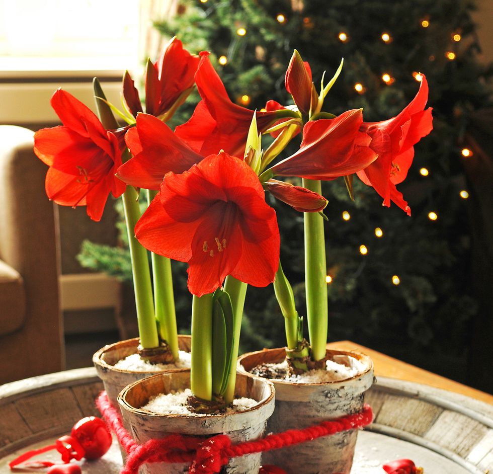 Amaryllis - Julens härliga höjdare!