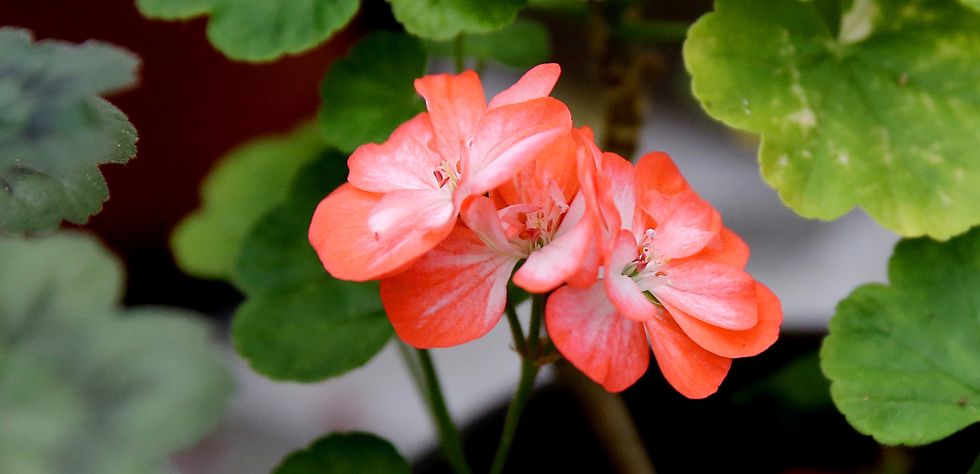 Följ med till Eva och Johns pelargonparadis!