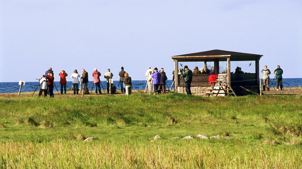 Nu kommer fåglarna tillbaka