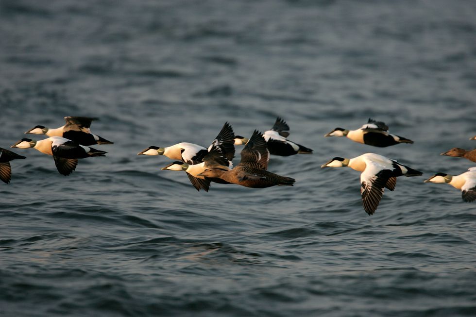 Nu kommer fåglarna tillbaka