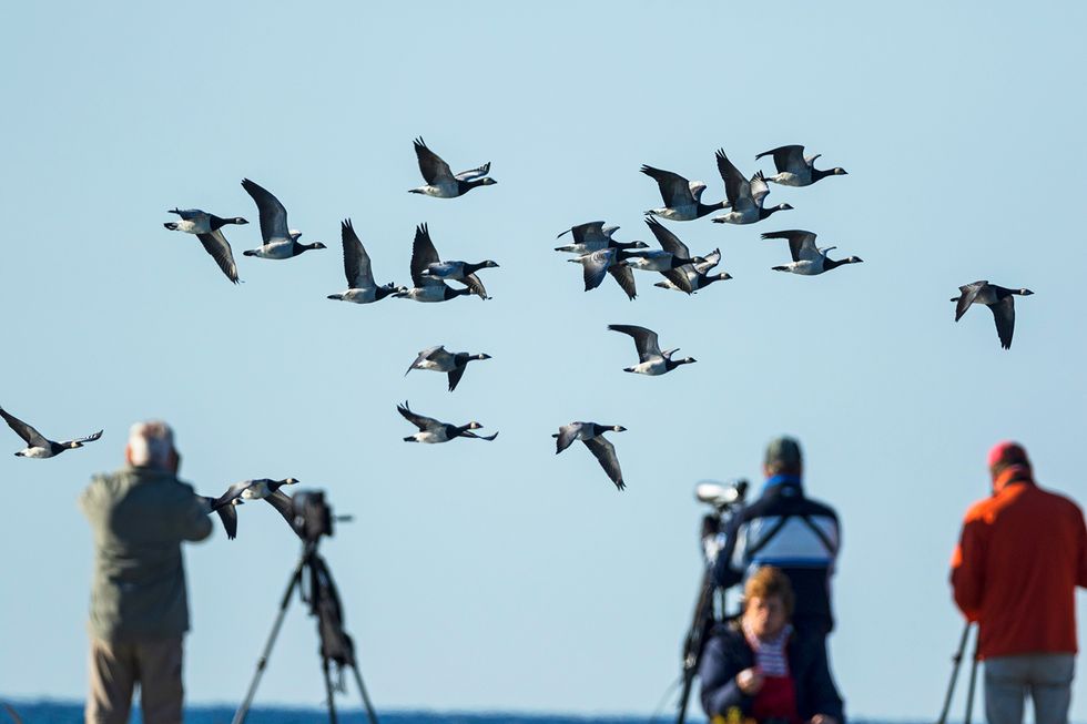 Nu kommer fåglarna tillbaka