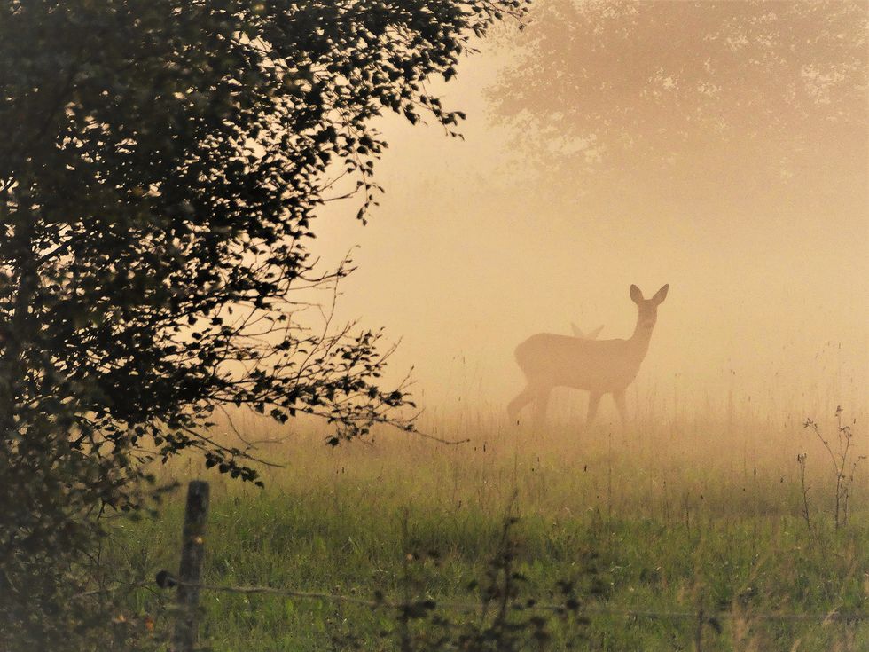 Försommar – det spritter i naturen!