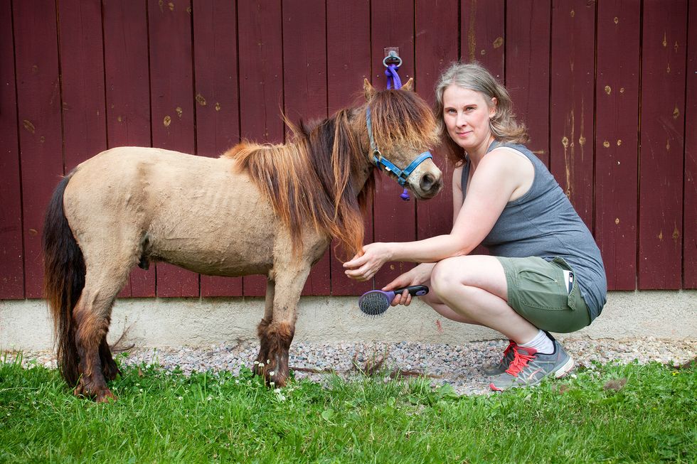 Tinas miniatyrhästar är som hundar!