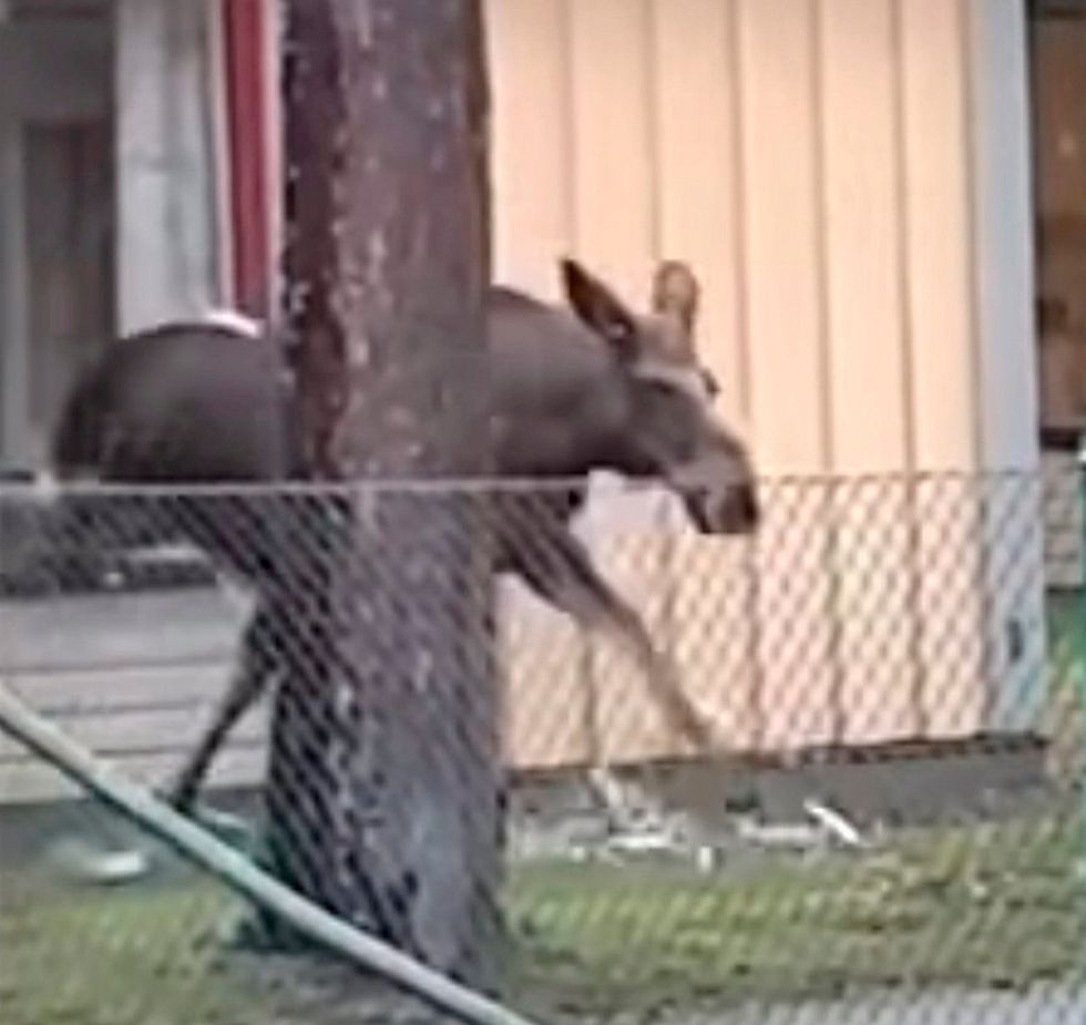 Skogens konung på skolbesök!