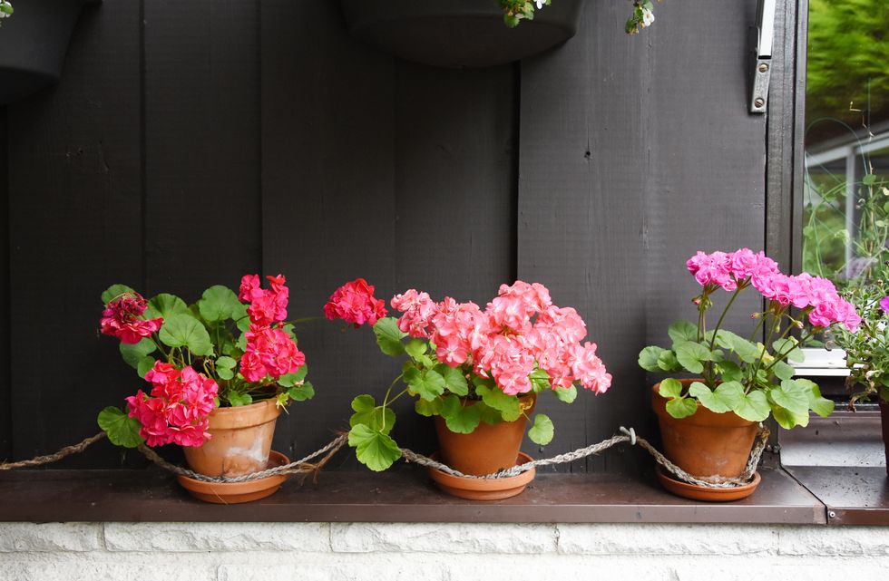 Äntligen tid för pelargoner – skötseltips för sommarfavoriten