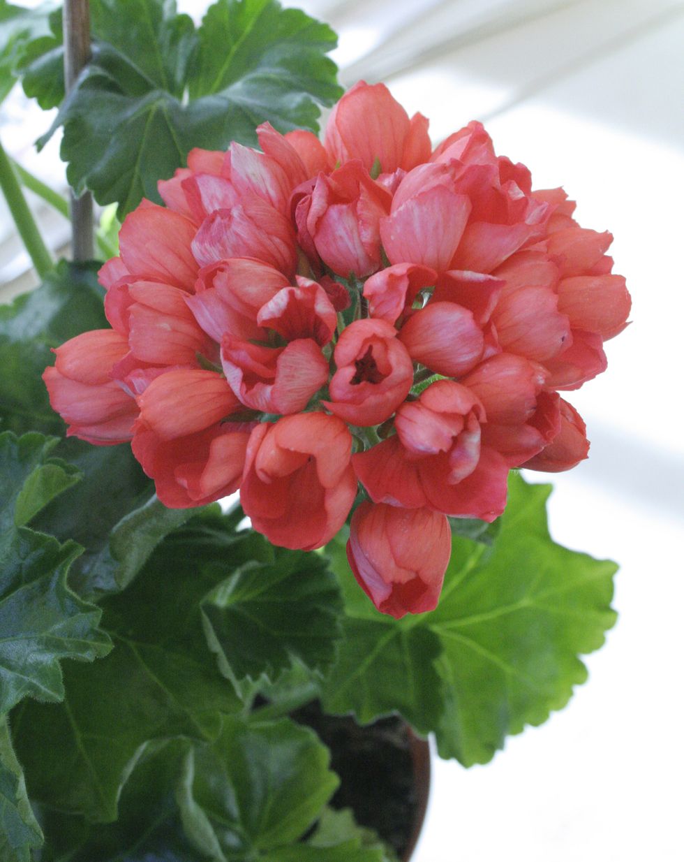 Äntligen tid för pelargoner – skötseltips för sommarfavoriten