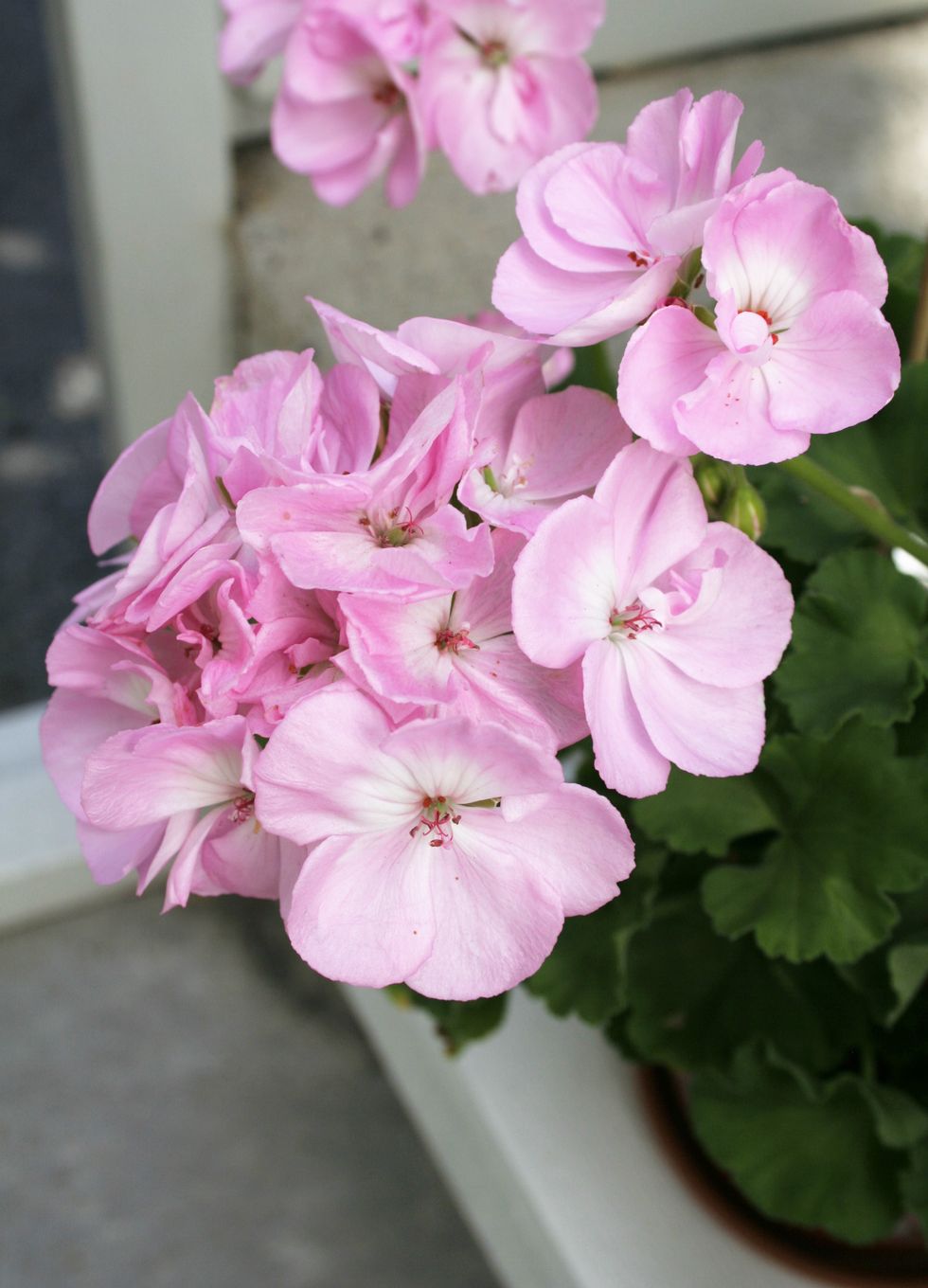 Äntligen tid för pelargoner – skötseltips för sommarfavoriten