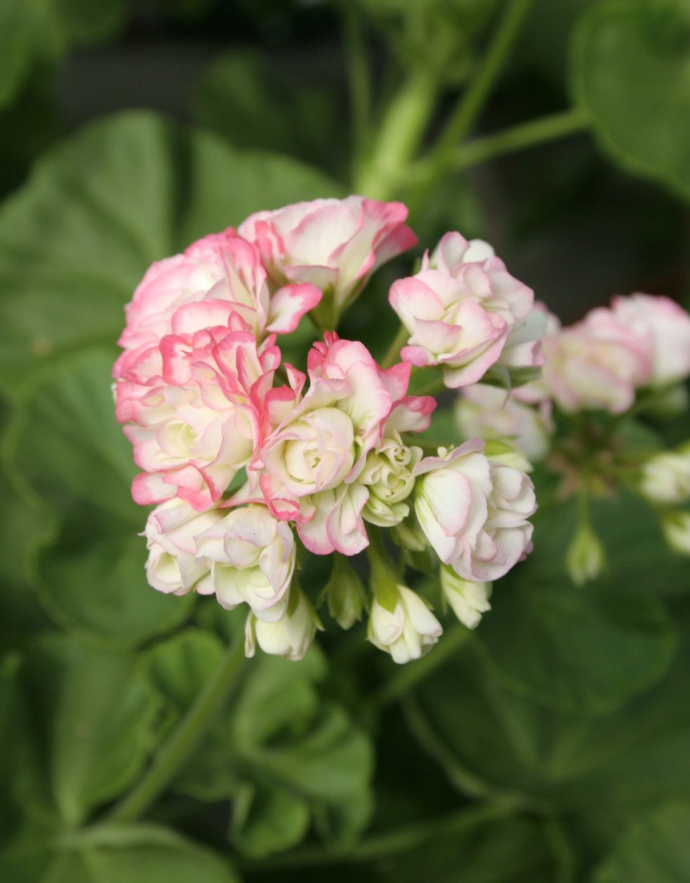 Äntligen tid för pelargoner – skötseltips för sommarfavoriten