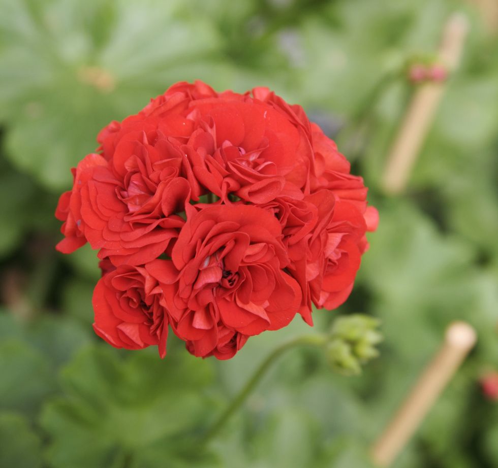 Äntligen tid för pelargoner – skötseltips för sommarfavoriten