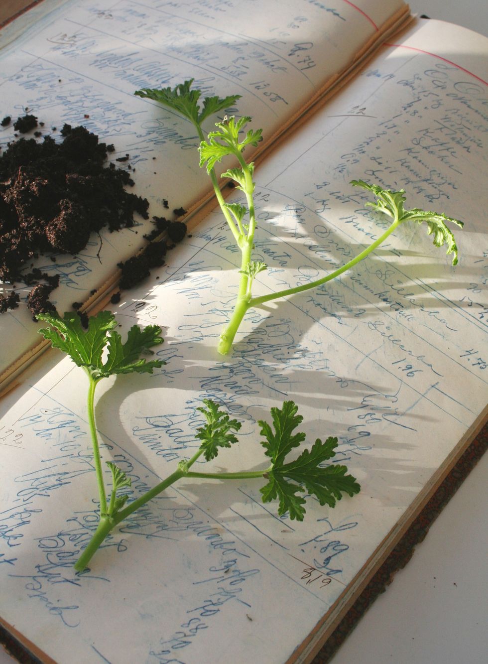 Äntligen tid för pelargoner – skötseltips för sommarfavoriten