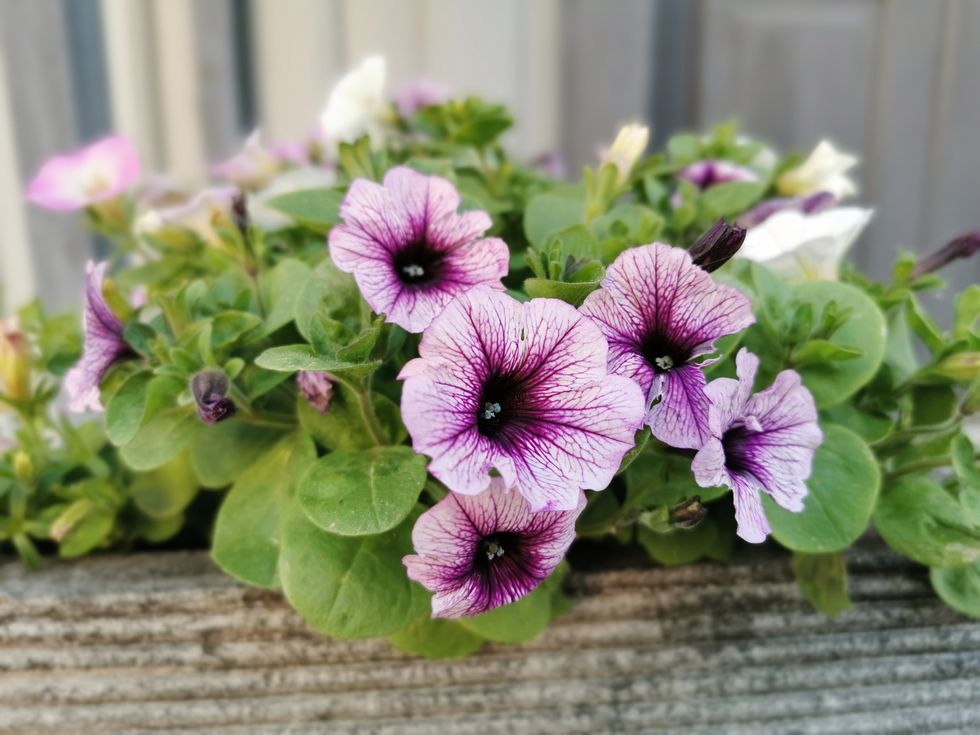 Här är svenskarnas favorit bland sommarblommor – kan du gissa vilken?