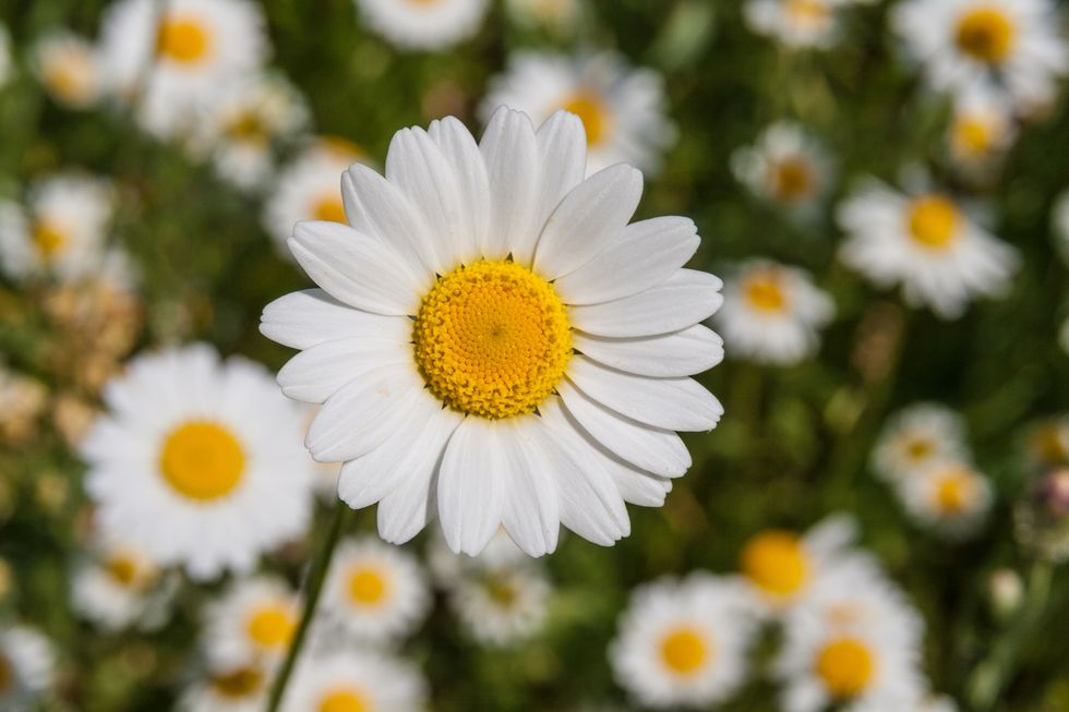 Här är svenskarnas favorit bland sommarblommor – kan du gissa vilken?