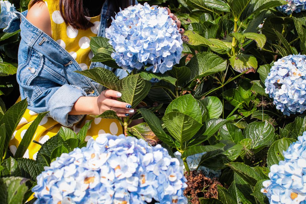 Här är svenskarnas favorit bland sommarblommor – kan du gissa vilken?