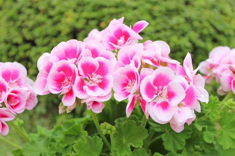 Här är svenskarnas favorit bland sommarblommor – kan du gissa vilken?