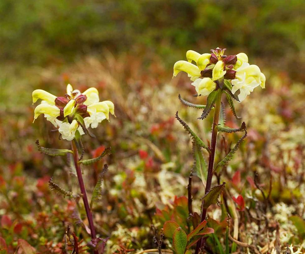Ut i naturen – för vänskaps skull!