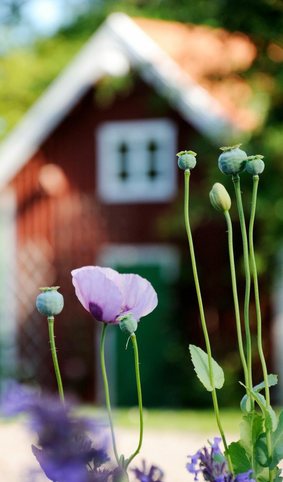 10 goda råd om växter som sprider sig