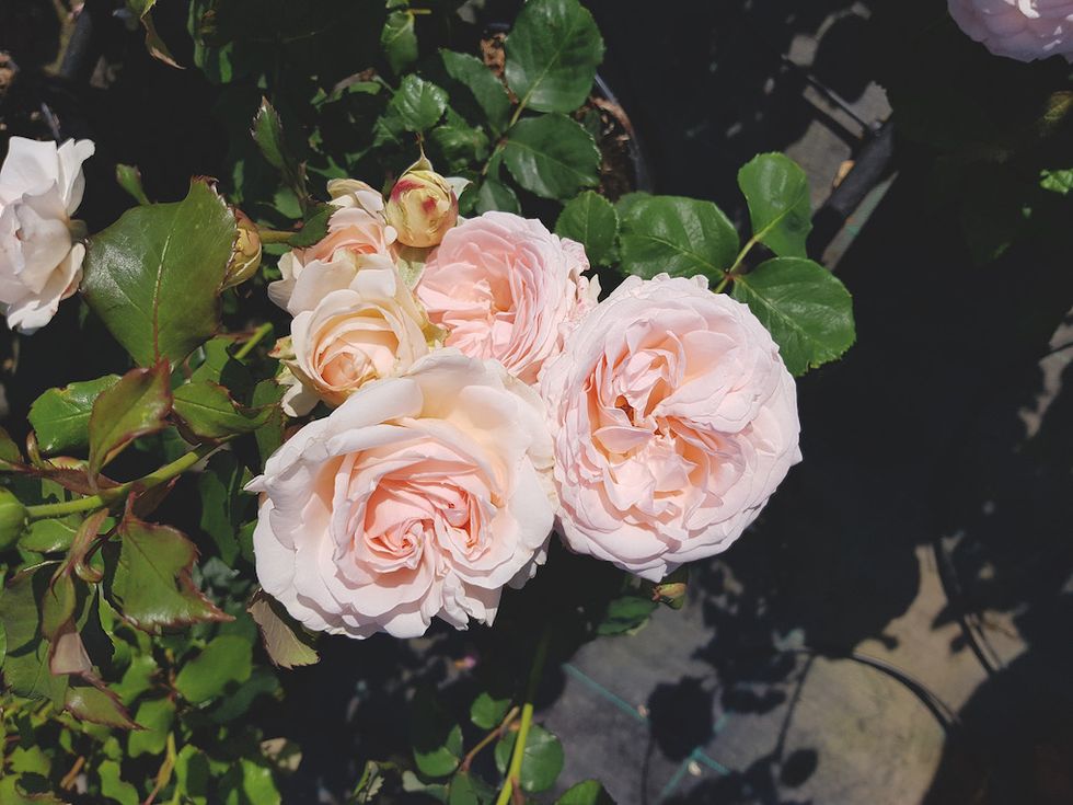 7 ljuvliga nya blommor vi vill ha i år