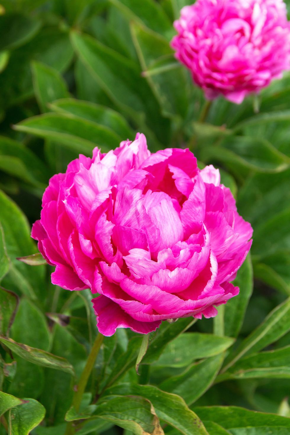 7 ljuvliga nya blommor vi vill ha i år