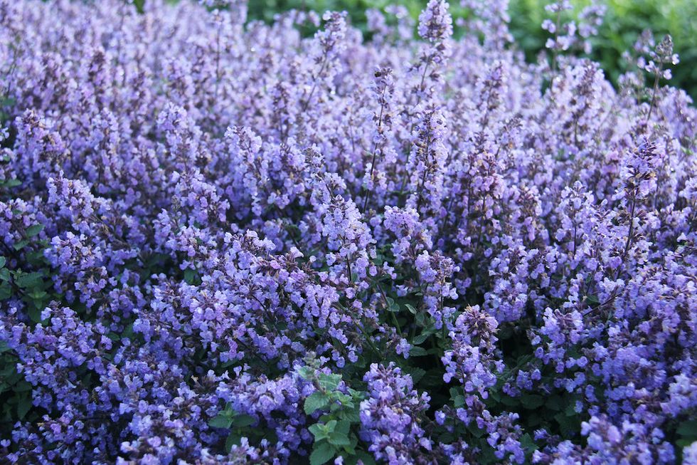 7 ljuvliga nya blommor vi vill ha i år