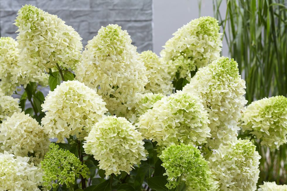 7 ljuvliga nya blommor vi vill ha i år