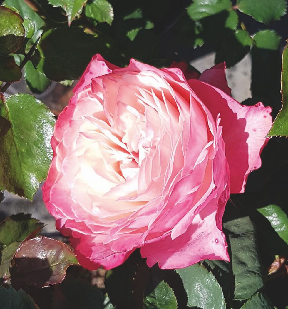 7 ljuvliga nya blommor vi vill ha i år