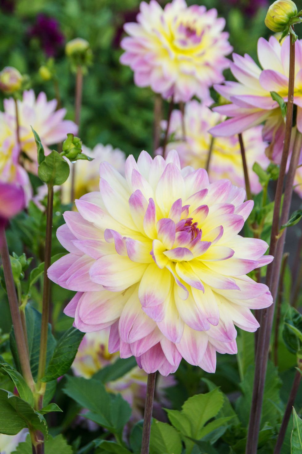 7 ljuvliga nya blommor vi vill ha i år