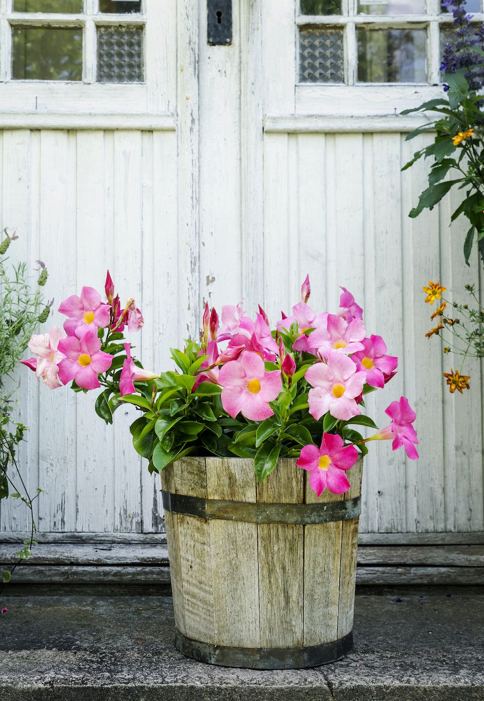 Vännerna fyller bussen med blommor på sina resor