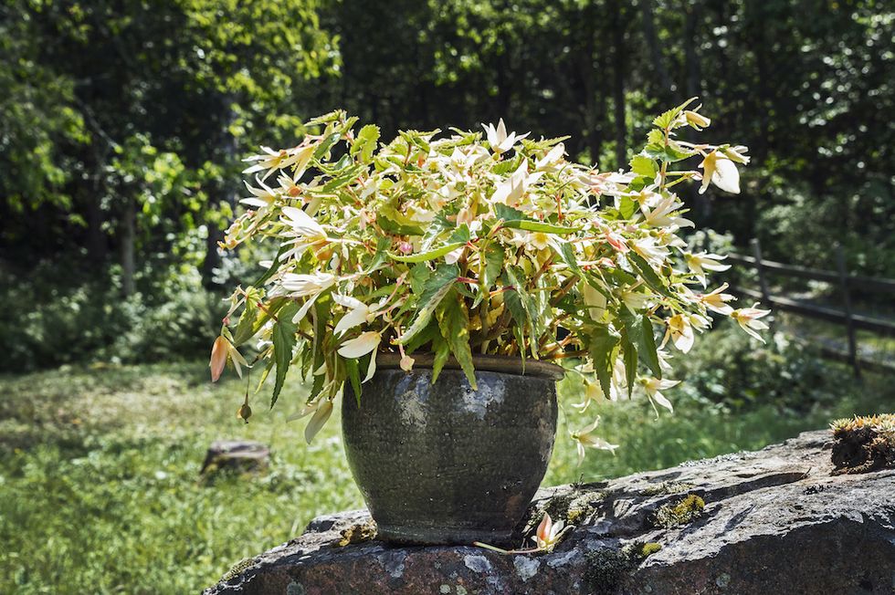 Vännerna fyller bussen med blommor på sina resor