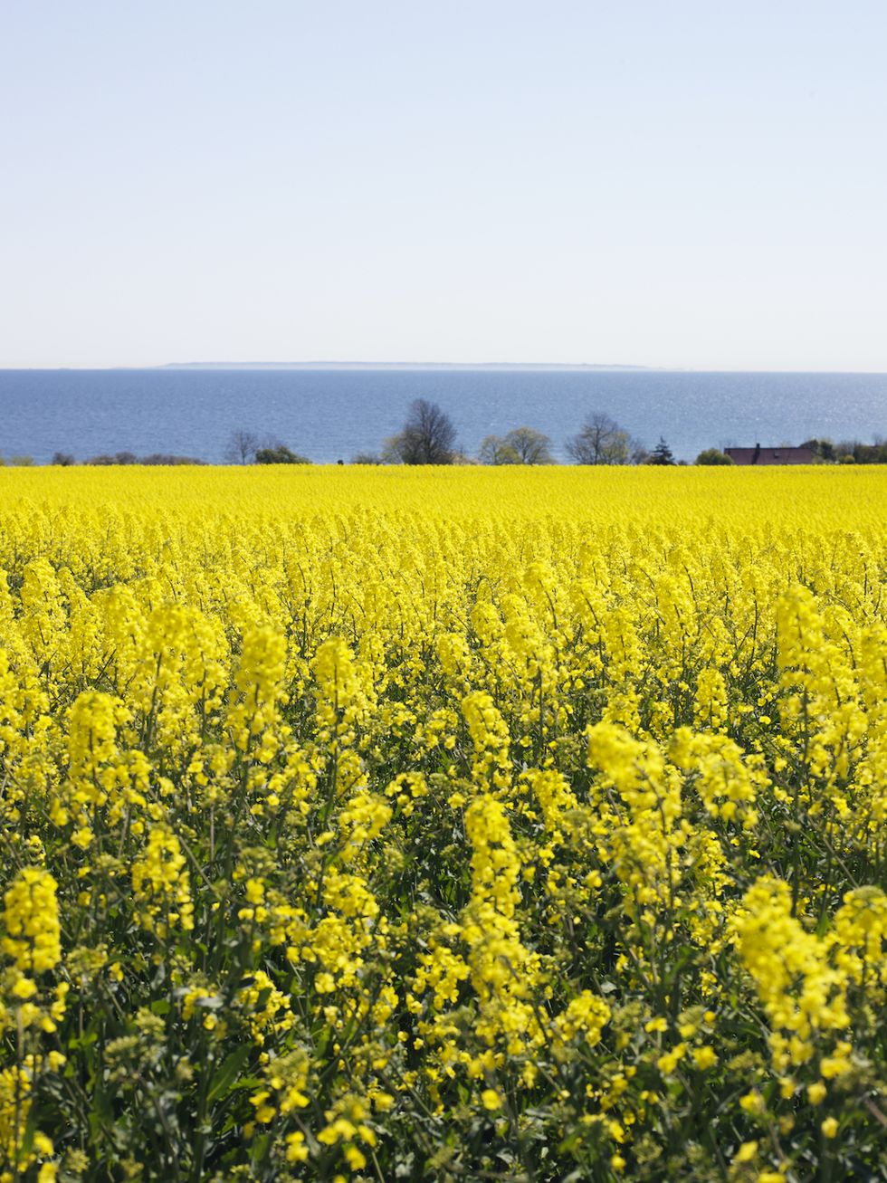 Upptäck Österlen i sommar – stor guide