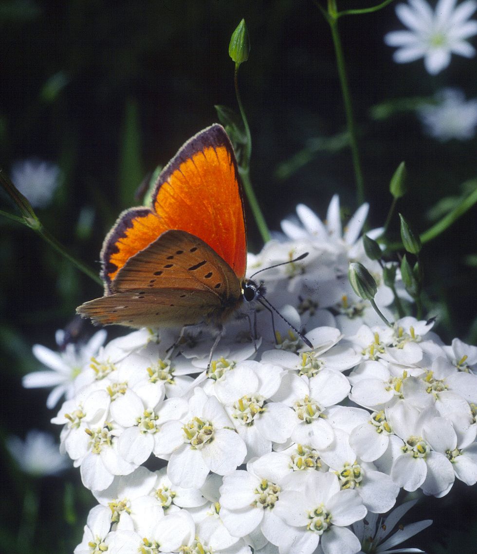 Skapa din egen blomsteräng – så gör du