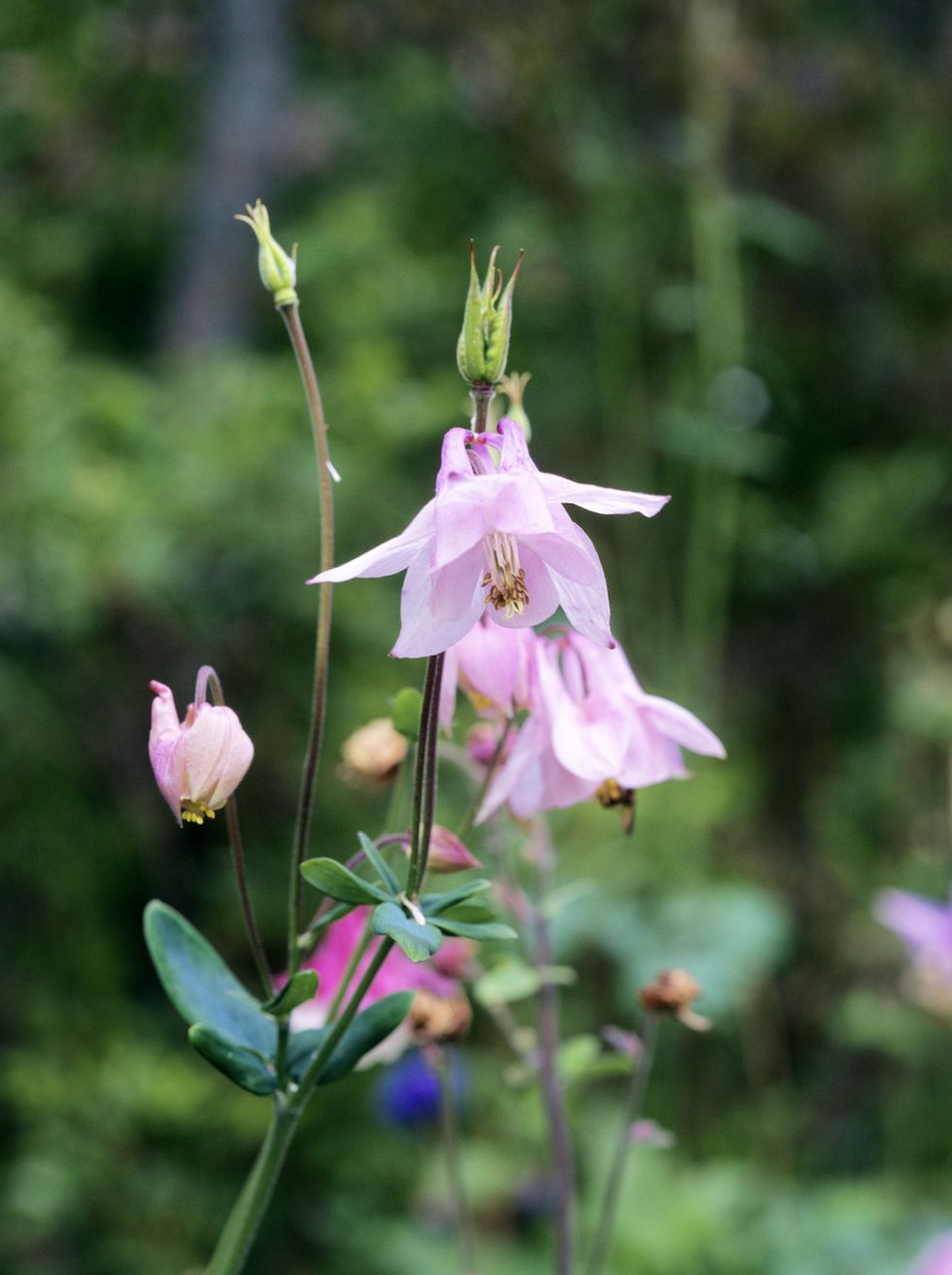 Skapa din egen blomsteräng – så gör du